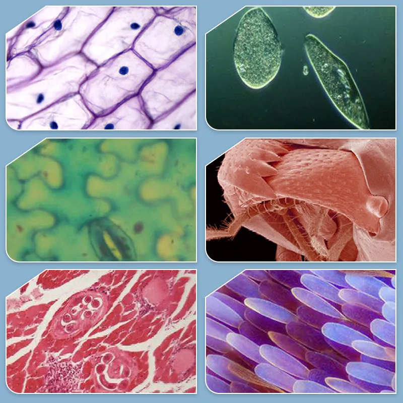 Children's Science Microscope 1200x Magnification